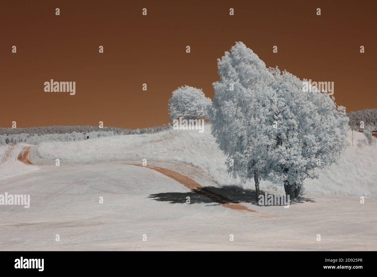 Infrared photo Leica M8.2 tree on hill red sky no 02 Stock Photo