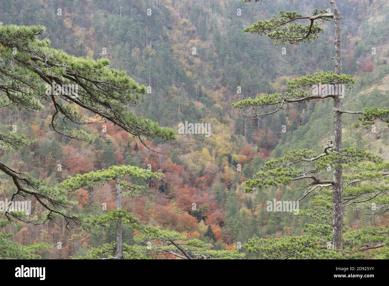 Mountain autumn landscape Stock Photo