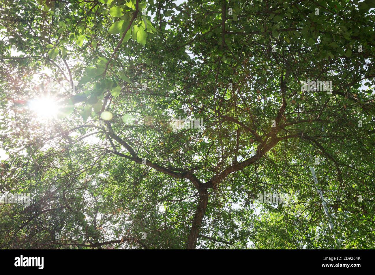 upper branches of tree Stock Photo Alamy