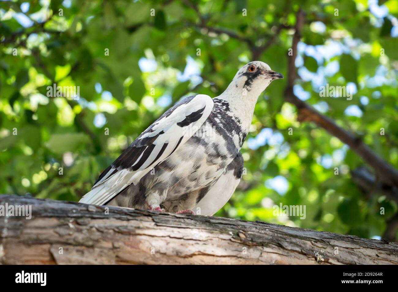 pigeon sitting on tree branch Stock Photo