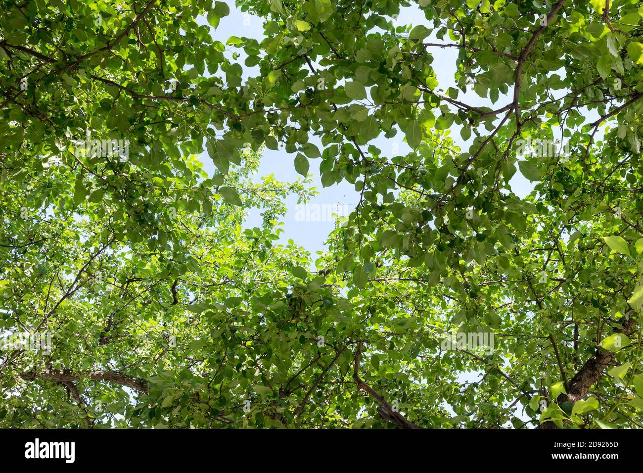 upper branches of tree Stock Photo Alamy