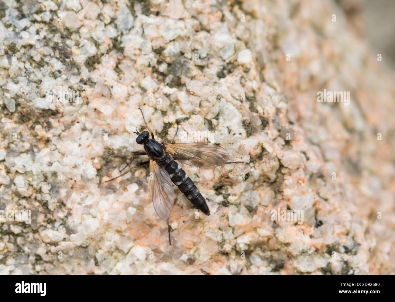 Silver stiletto fly (Pandivirilia eximia) Stock Photo