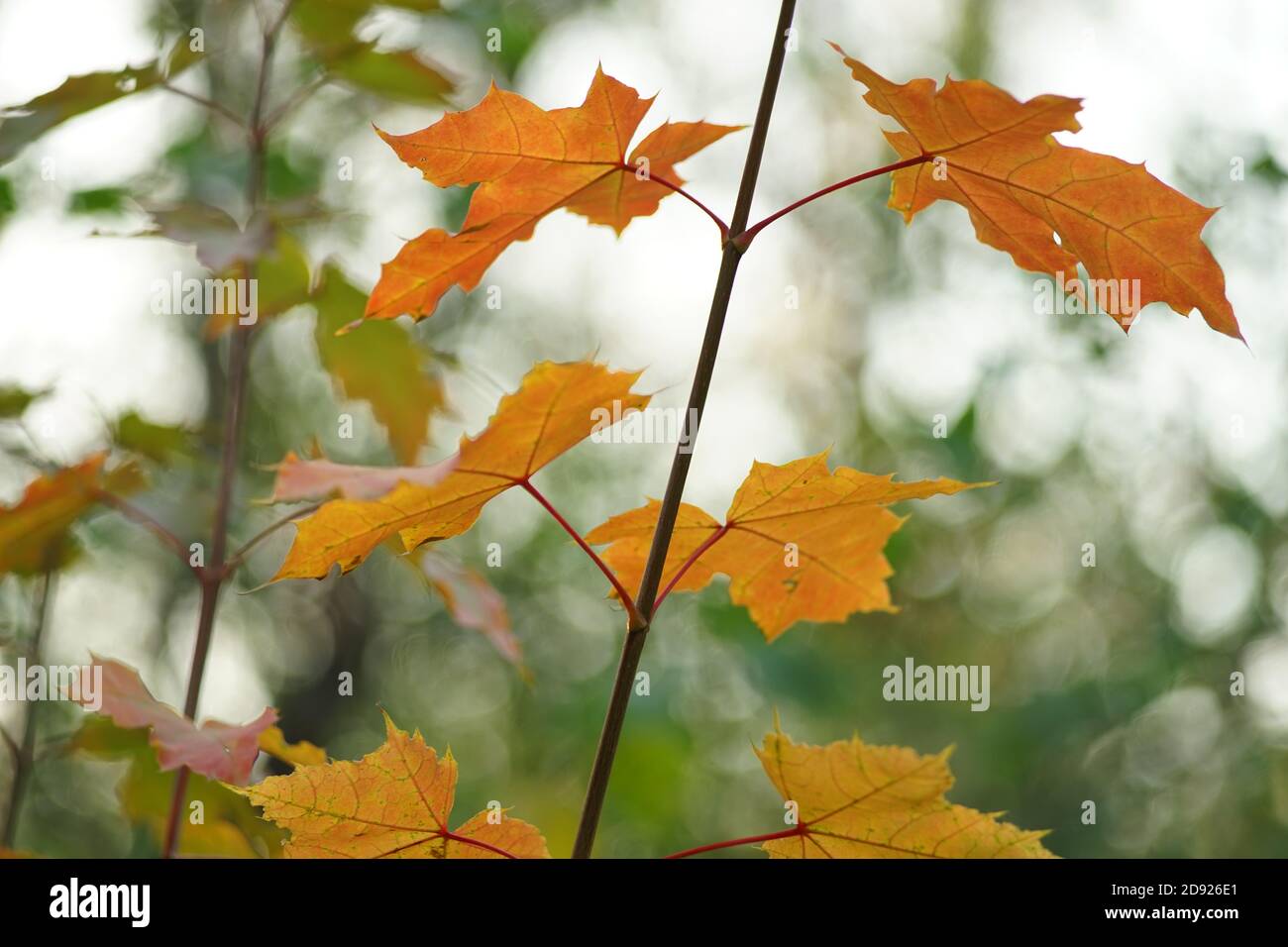 Orange maple leaves on a tree branch in the autumn forest Stock Photo ...