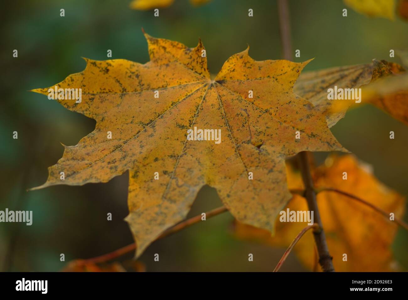 Yellow orange maple leaf hi-res stock photography and images - Alamy