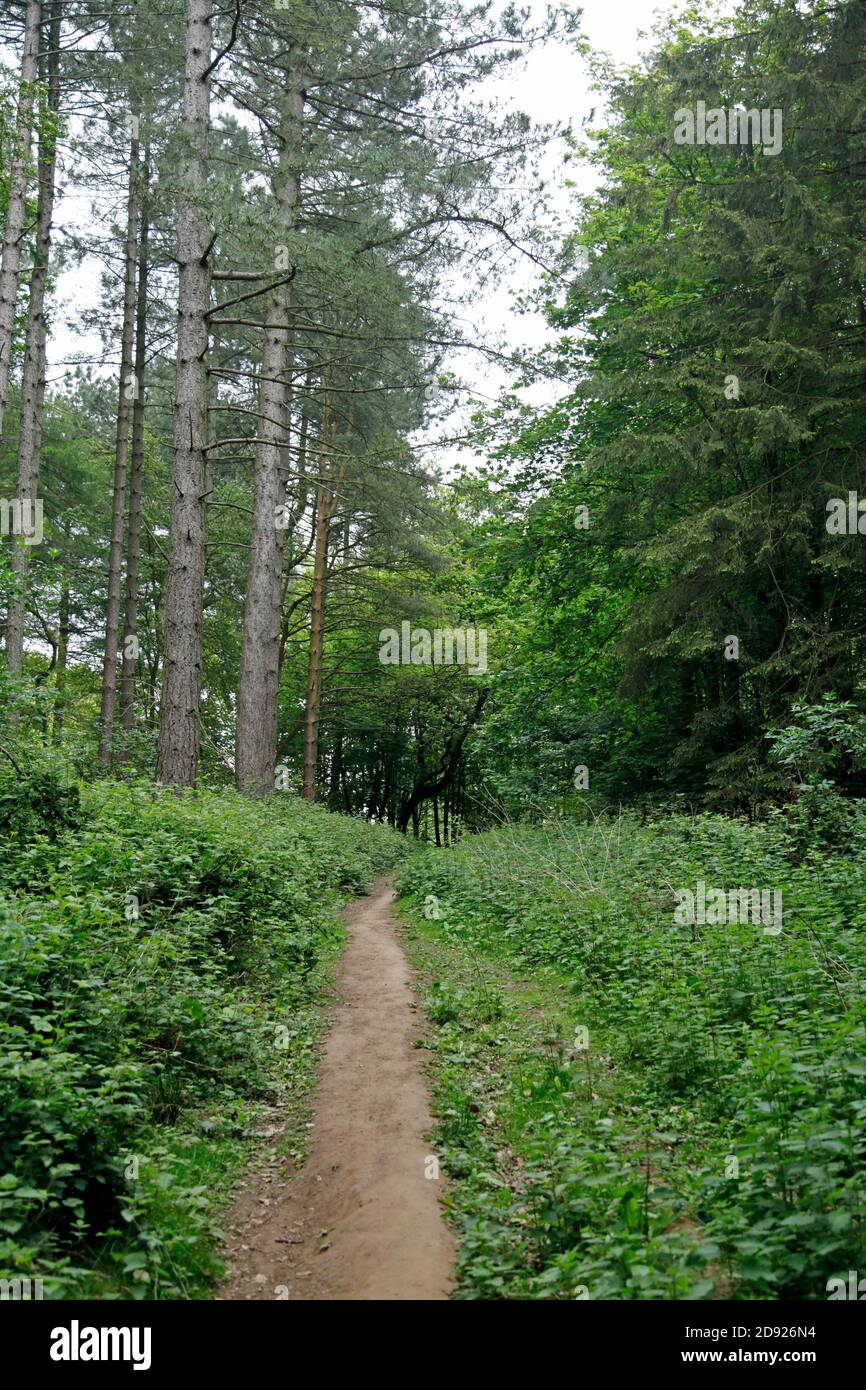 An earth path cuts through a pine forest Stock Photo