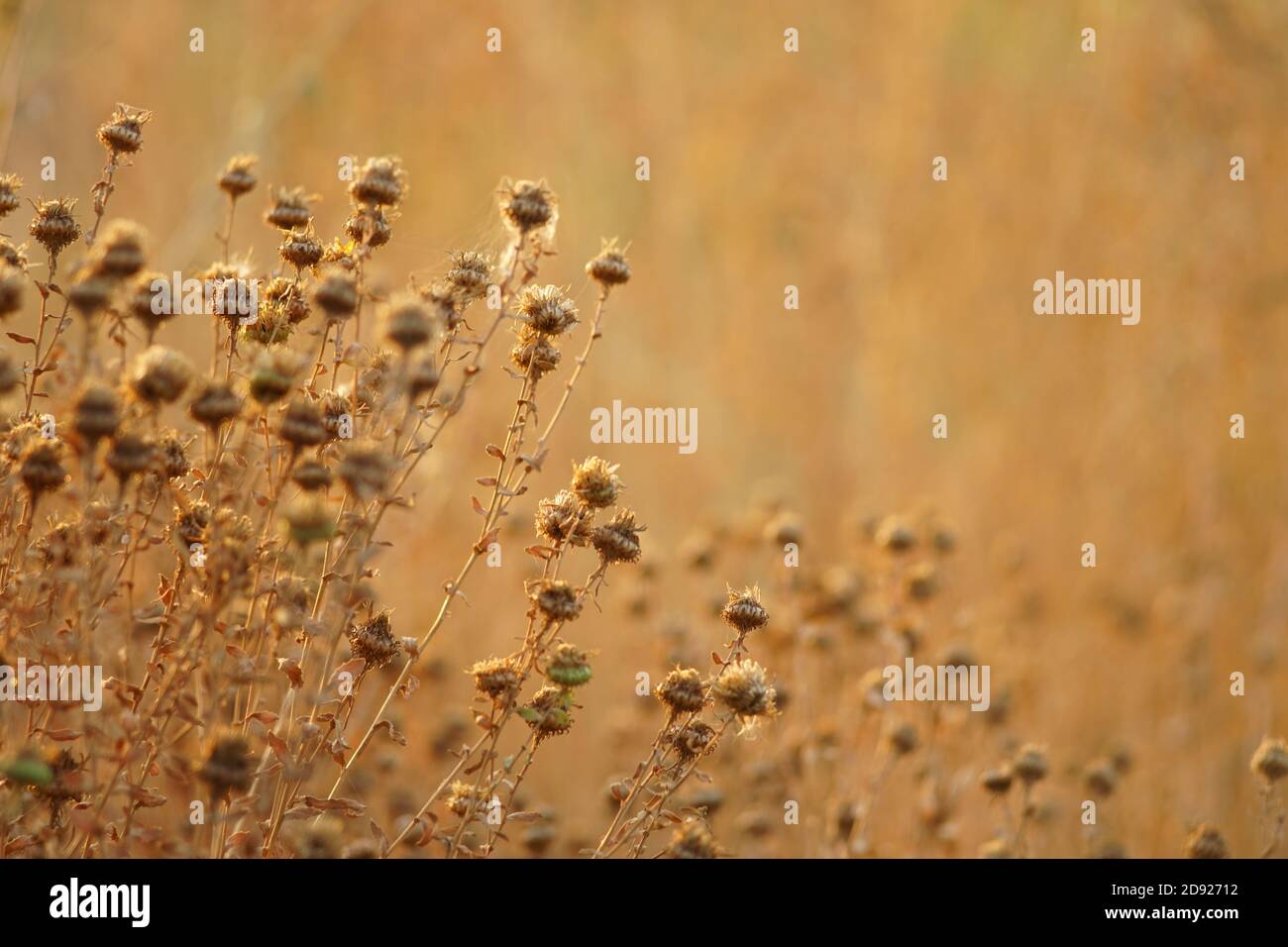 Dry sharp brown burdock plants grow in autumn field Stock Photo Alamy