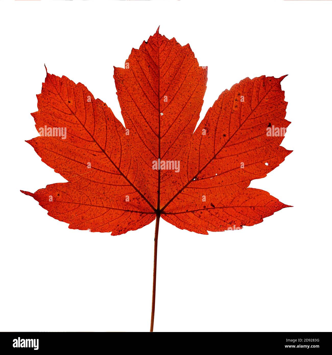 Autumn red maple leaf isolated on white background Stock Photo