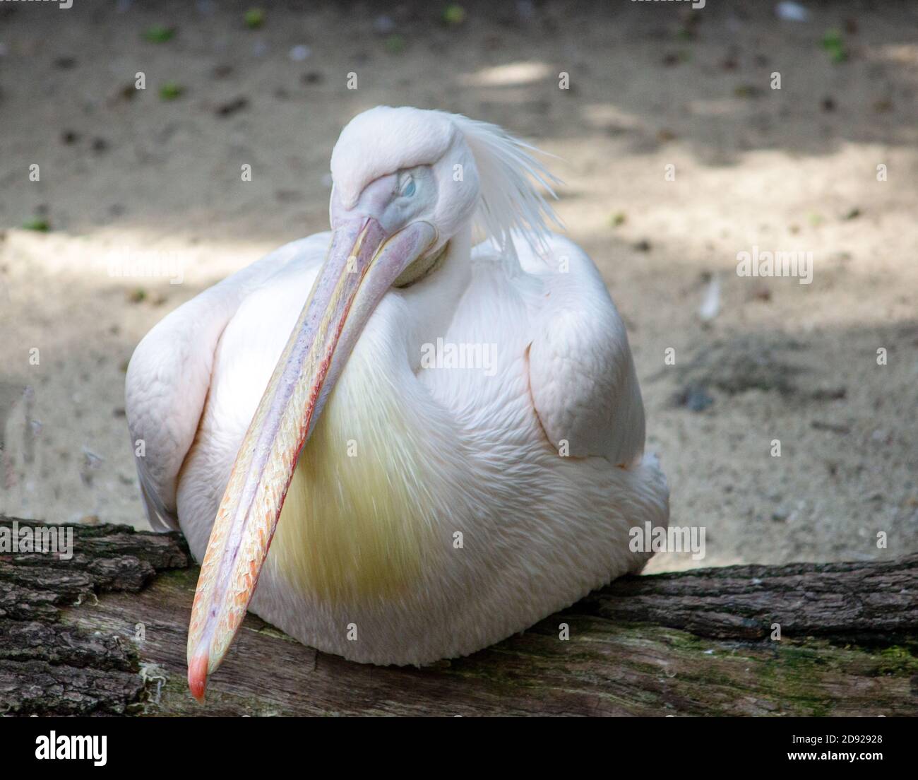 Front view from a Australian pelicans lying on the beach, Pelecanus conspicillatus Stock Photo