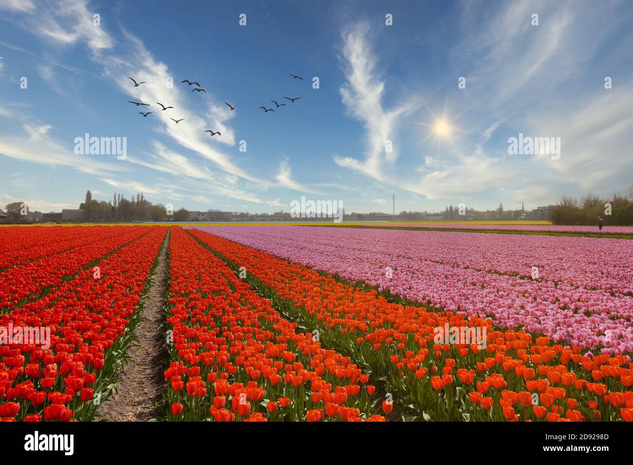 Dutch bulb fields in the vicinity of Hillegom with blooming tulips in red and pink during sunrise with rising fog against a blue sky with veil clouds Stock Photo