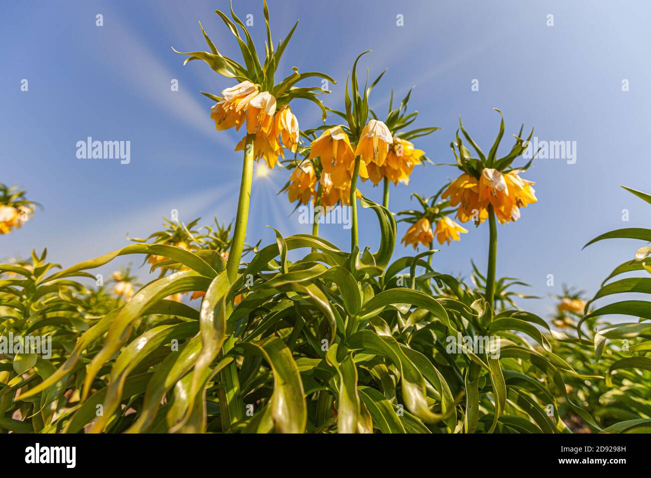 A yellow Imperial Crown or Kaiser's crown, fritillaria imperialis, photographed in full bloom against the sun with beautiful sun rays and blue sky wit Stock Photo