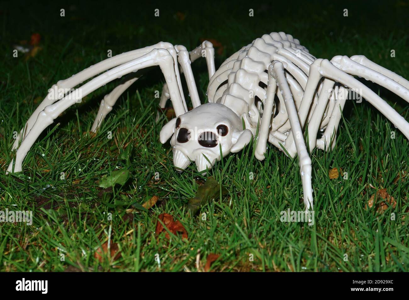 Large Scary Spider hunting on All hallows eve Stock Photo