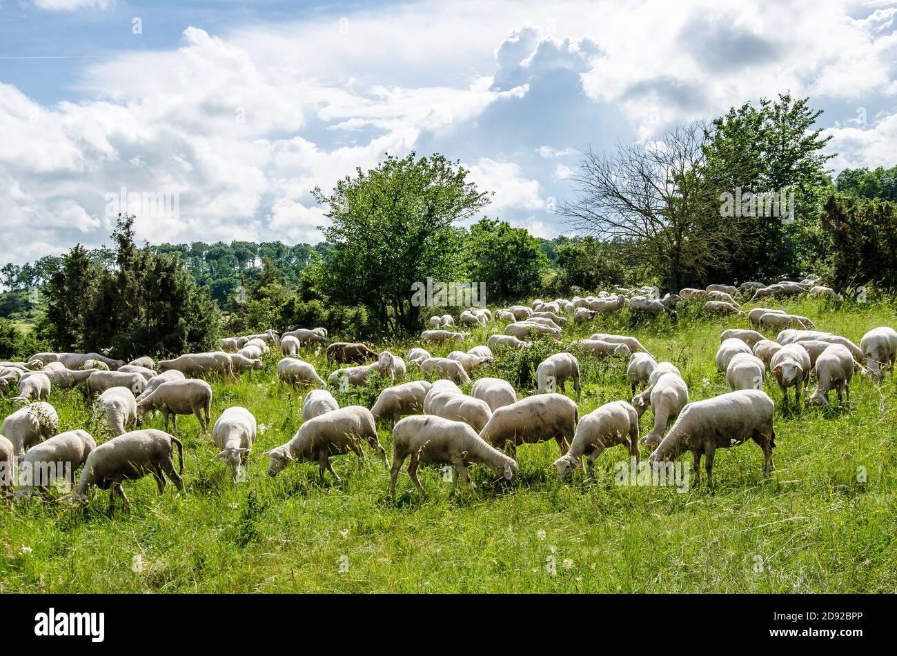 A flock of sheep grazing Stock Photo - Alamy