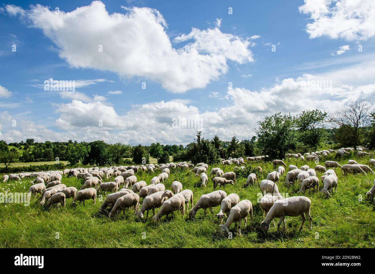 A flock of sheep grazing Stock Photo - Alamy