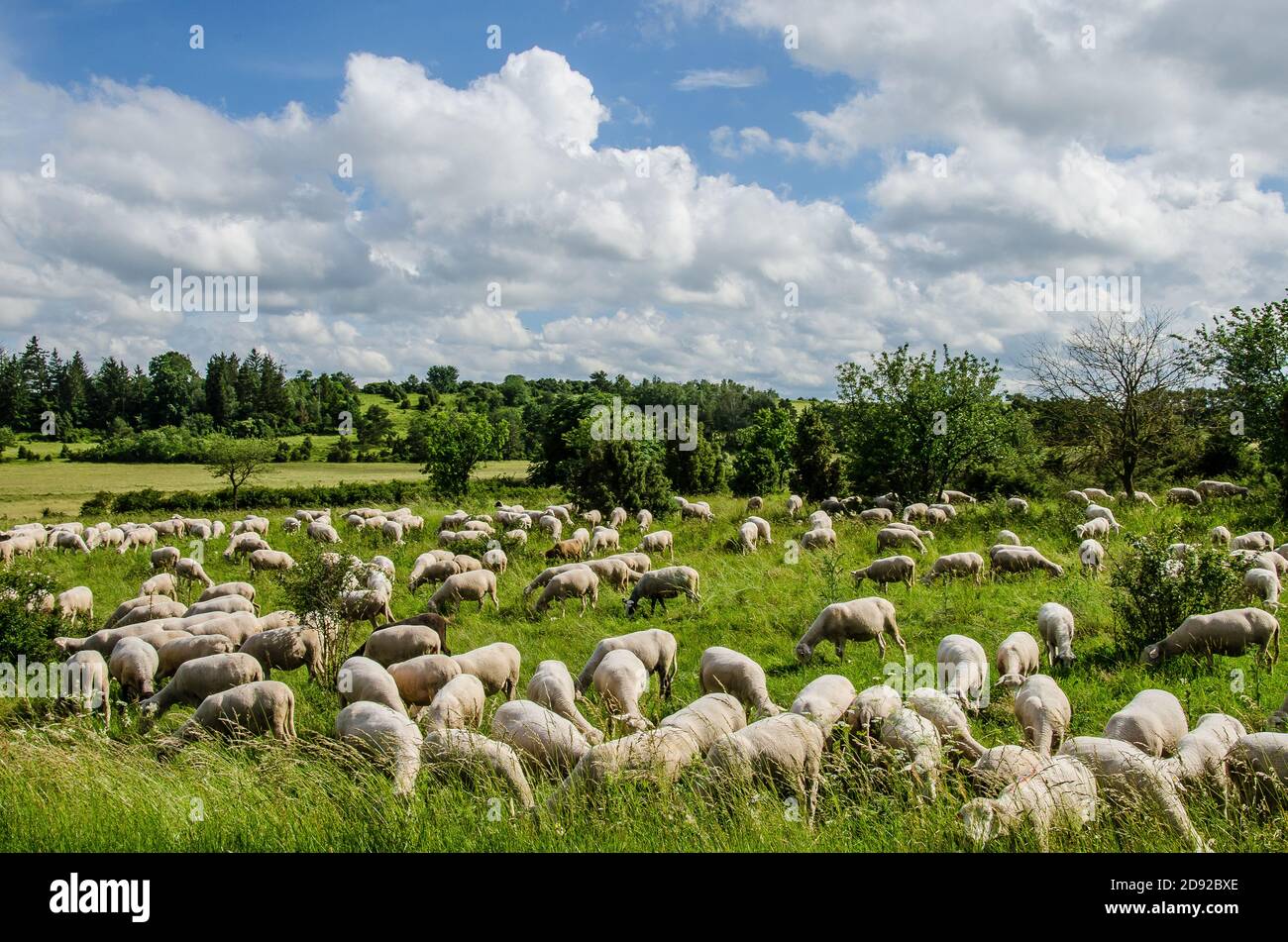 A flock of sheep grazing Stock Photo - Alamy