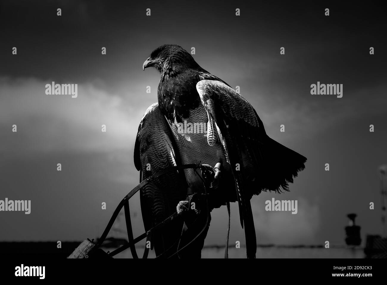 Wild eagle falconry, animals and nature, birds Stock Photo