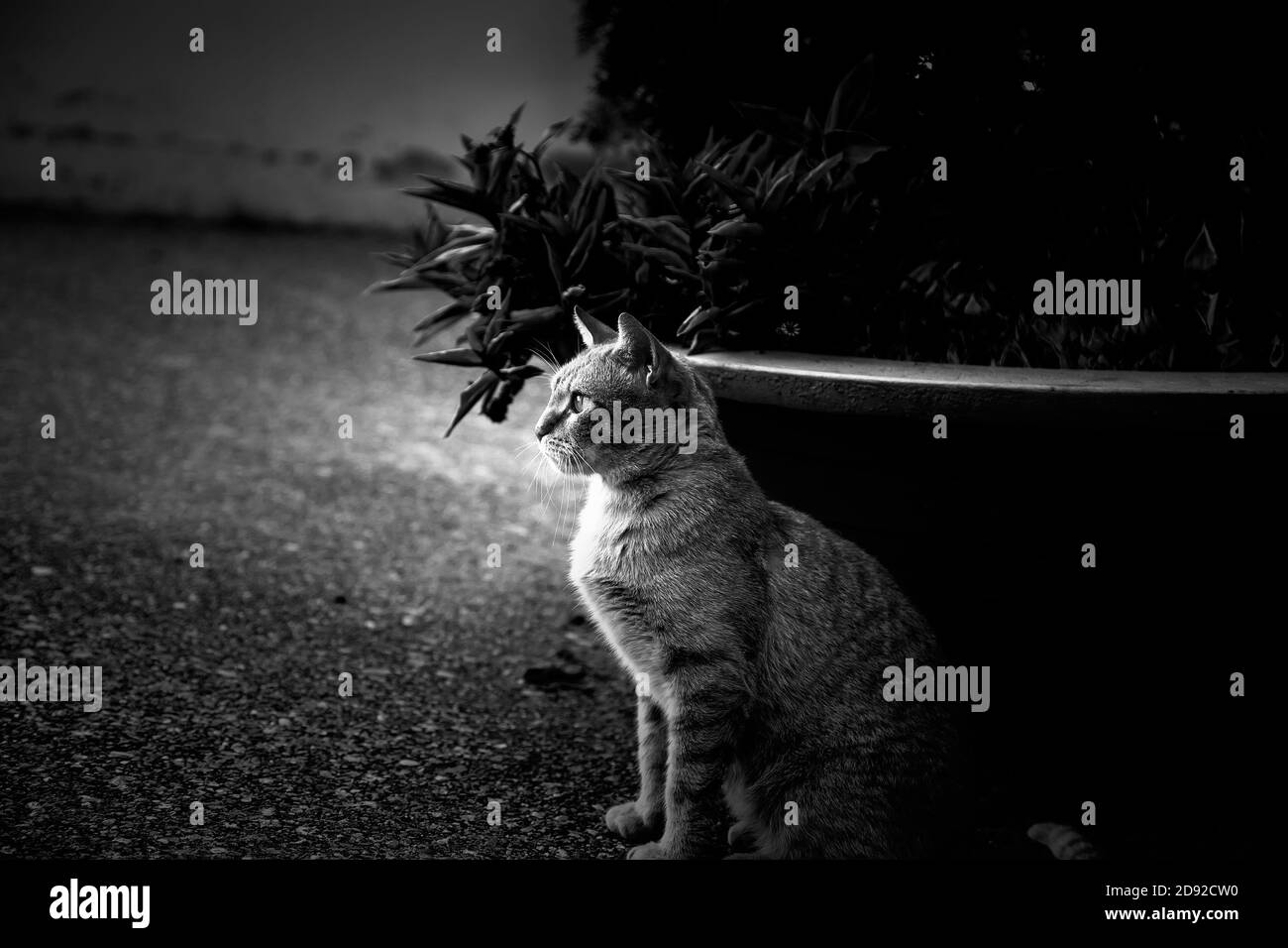 Orange tabby cat resting on street, pet animals Stock Photo - Alamy