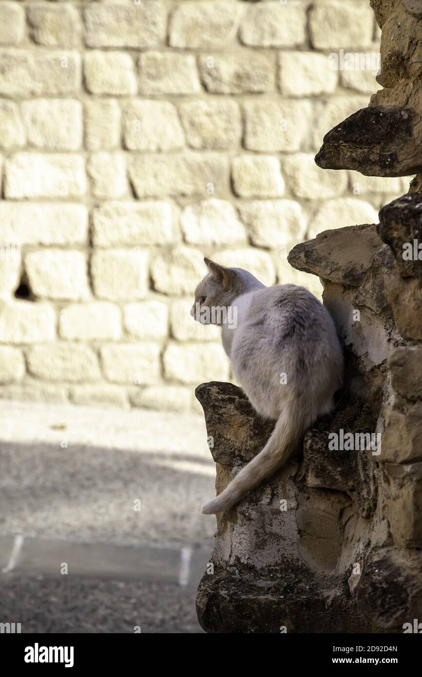 Abandoned street cats, animal abuse, sadness Stock Photo