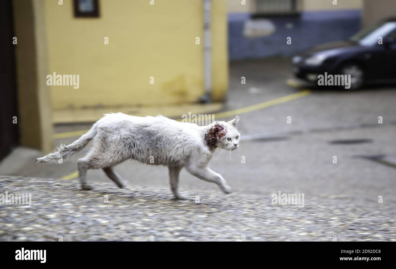 Cat injured and abandoned in the street, veterinary infection, abuse Stock Photo Alamy