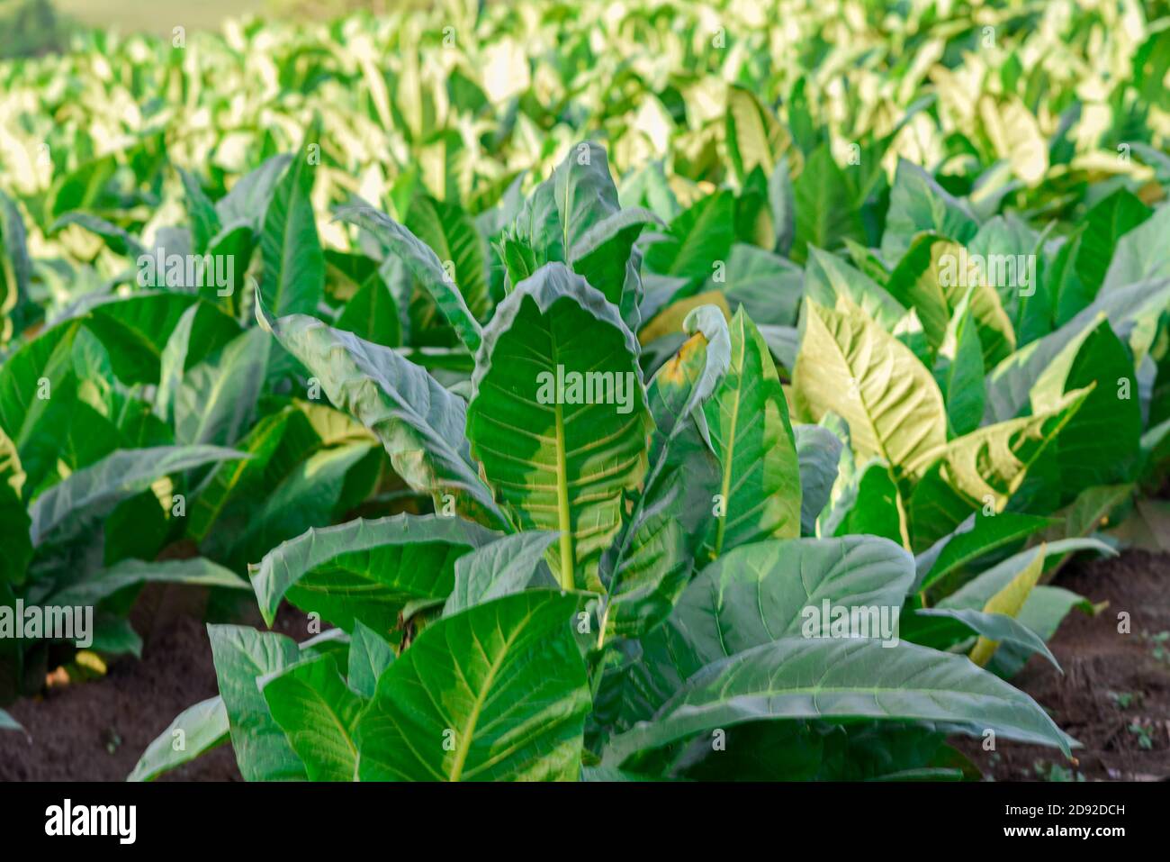 Tobacco plantation in Brazil. Raw material for cigarette production