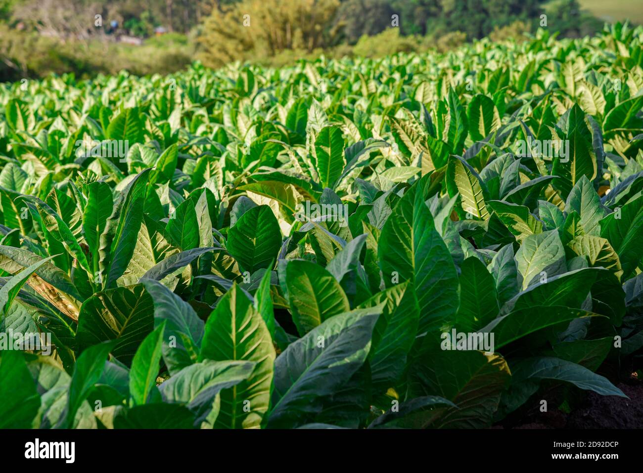 Tobacco plantation in Brazil. Raw material for cigarette production