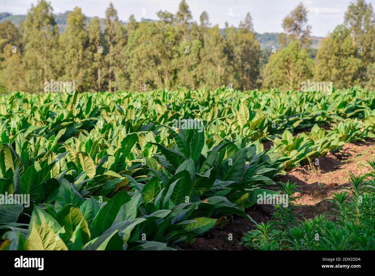 Tobacco plantation in Brazil. Raw material for cigarette production