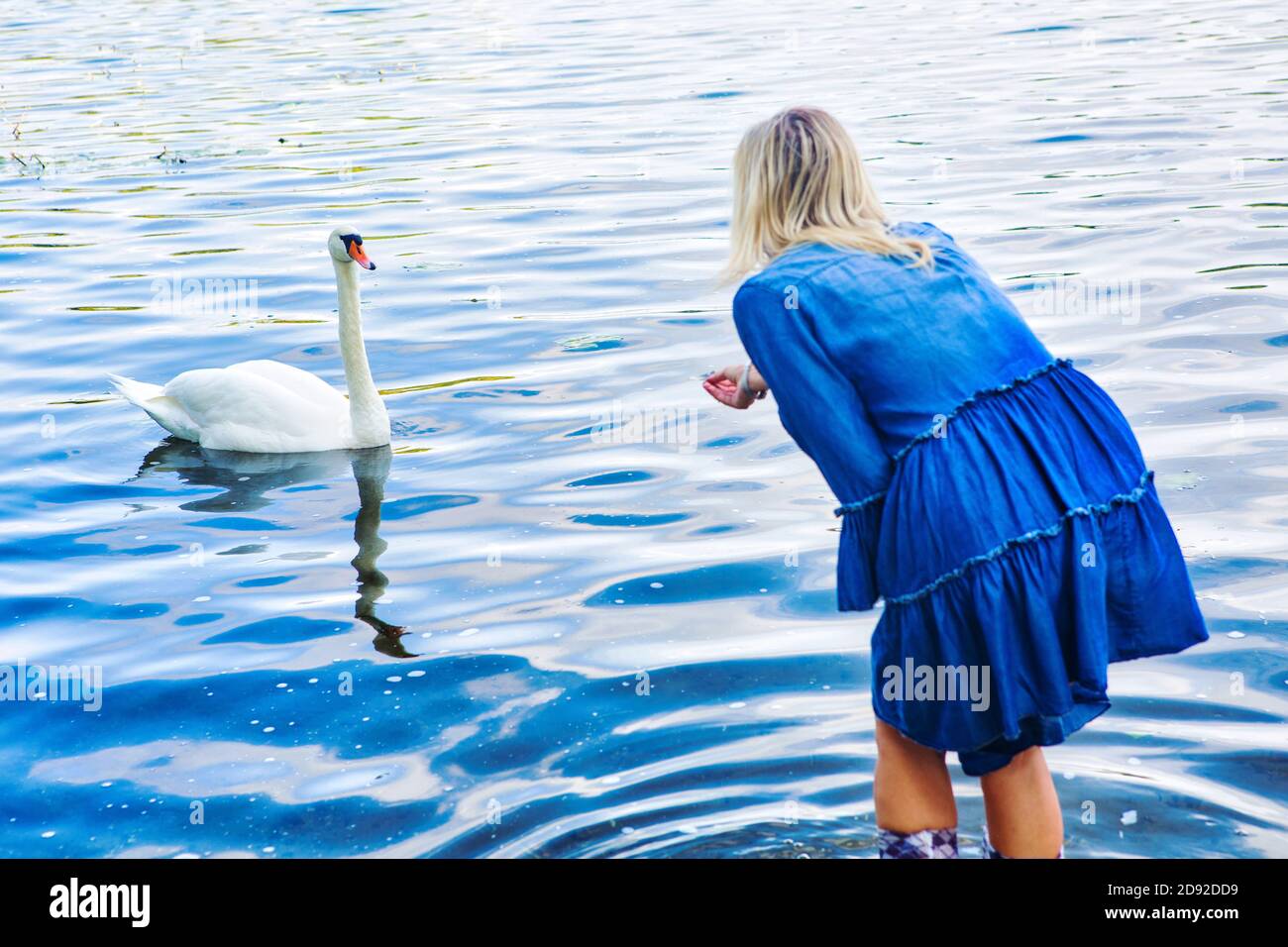 blond woman in a blue dress feeding a swan at lake Stock Photo