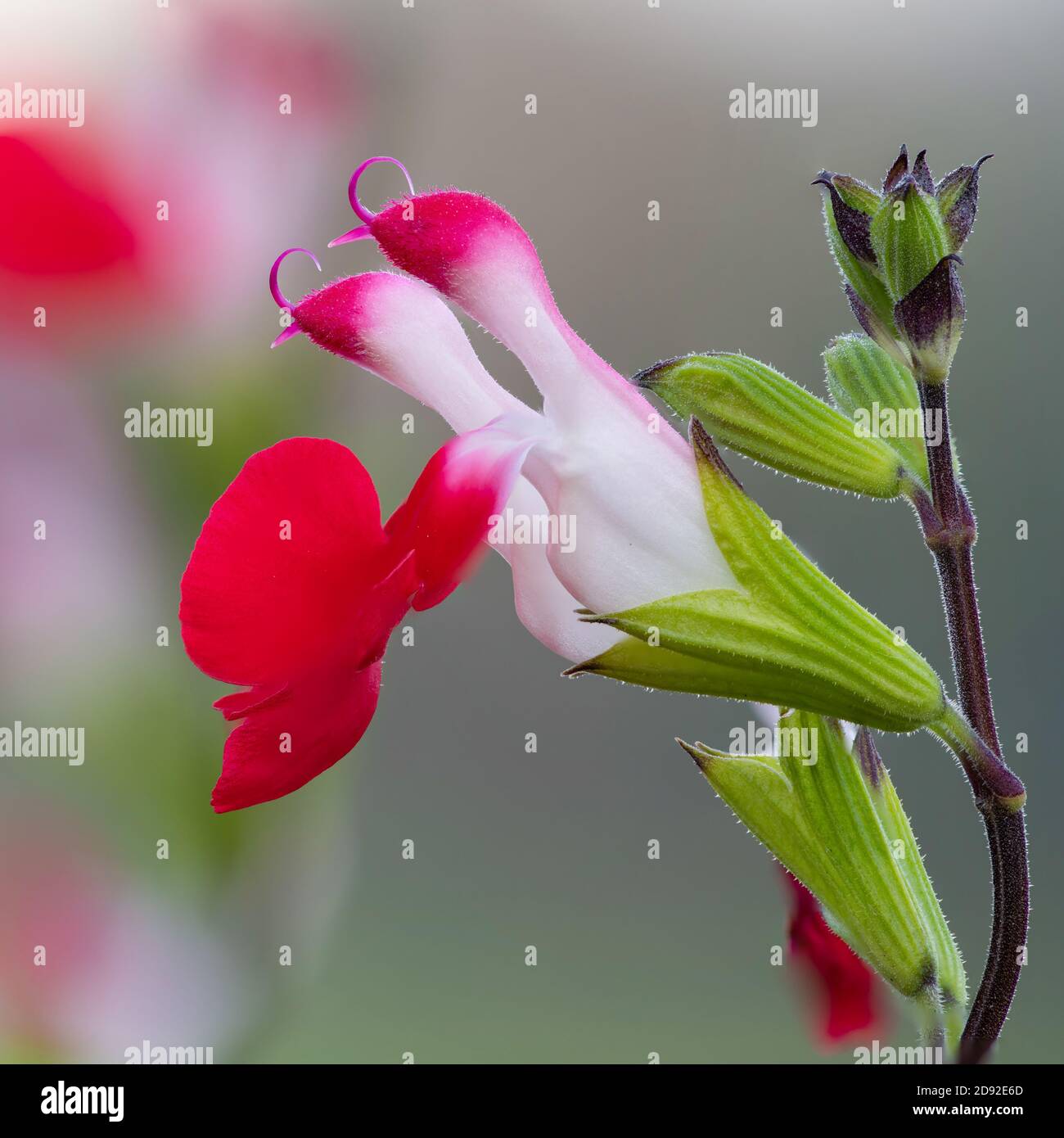Hot lips flowers hires stock photography and images Alamy