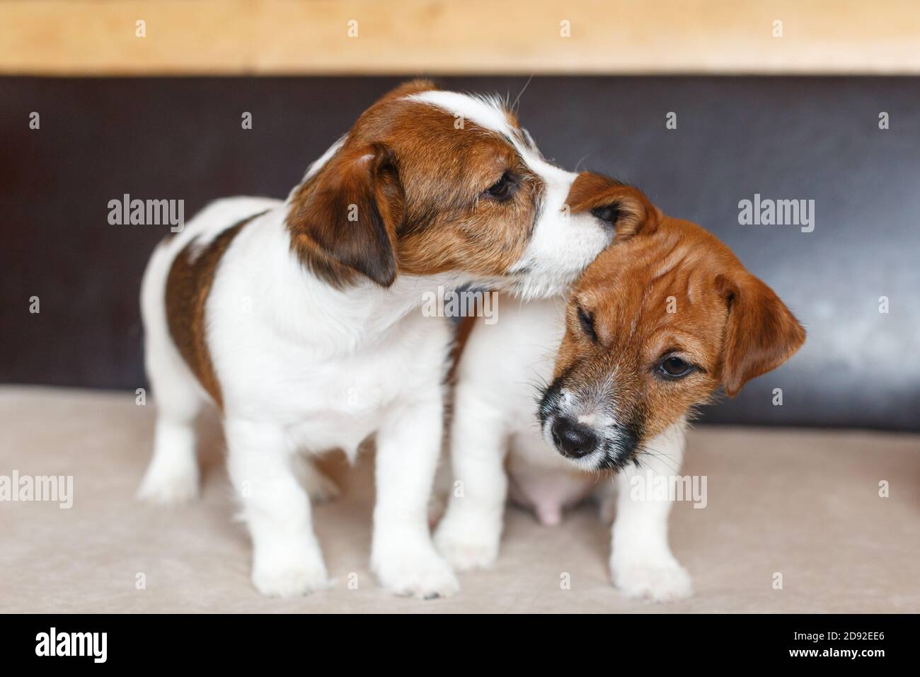 Ear Kiss High Resolution Stock Photography And Images Alamy