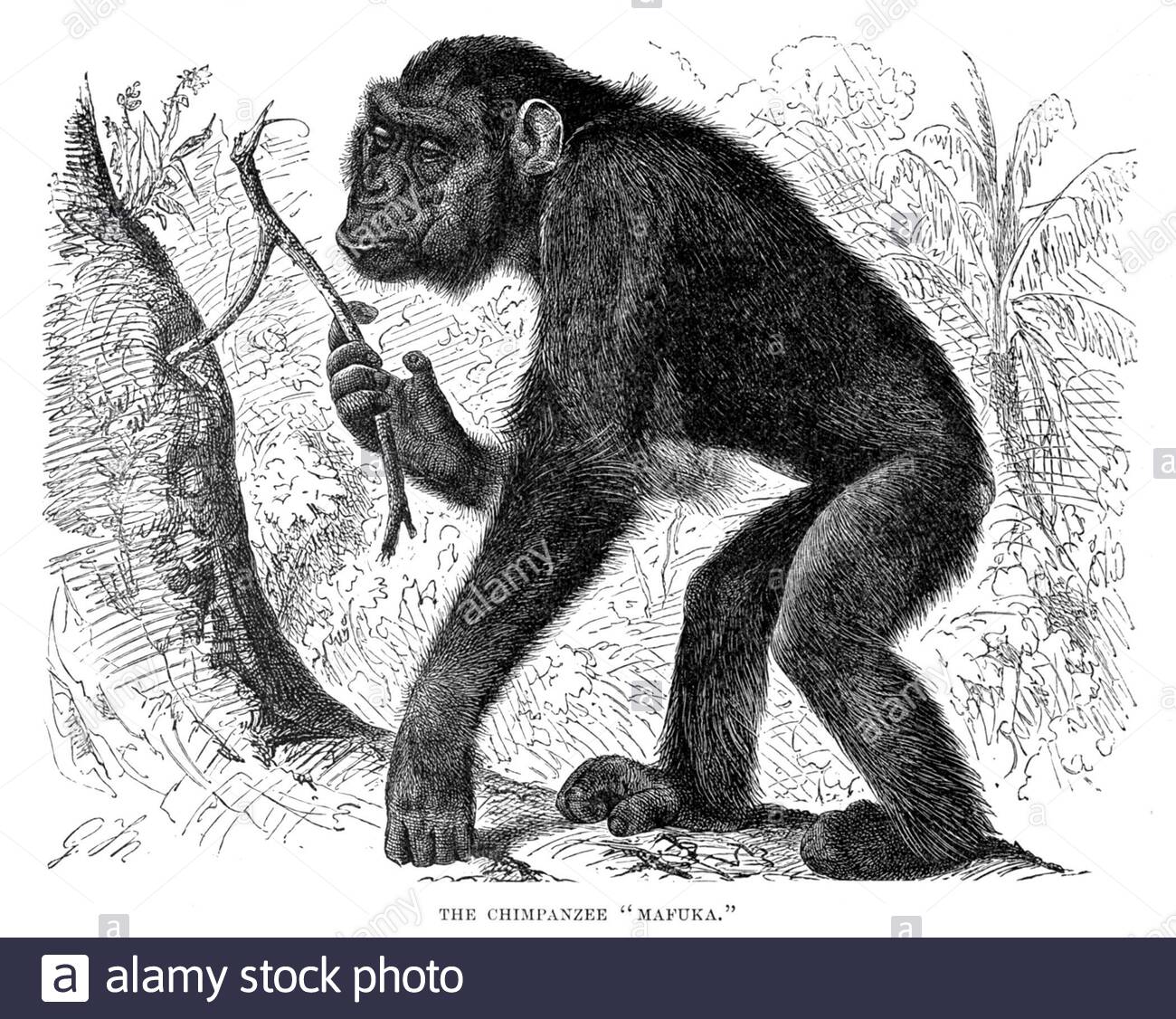 Chimpanzee, vintage illustration from 1893 Stock Photo