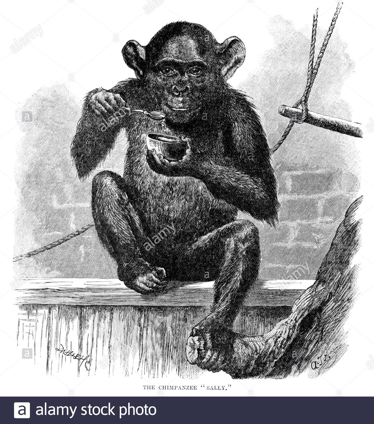 Chimpanzee, vintage illustration from 1893 Stock Photo