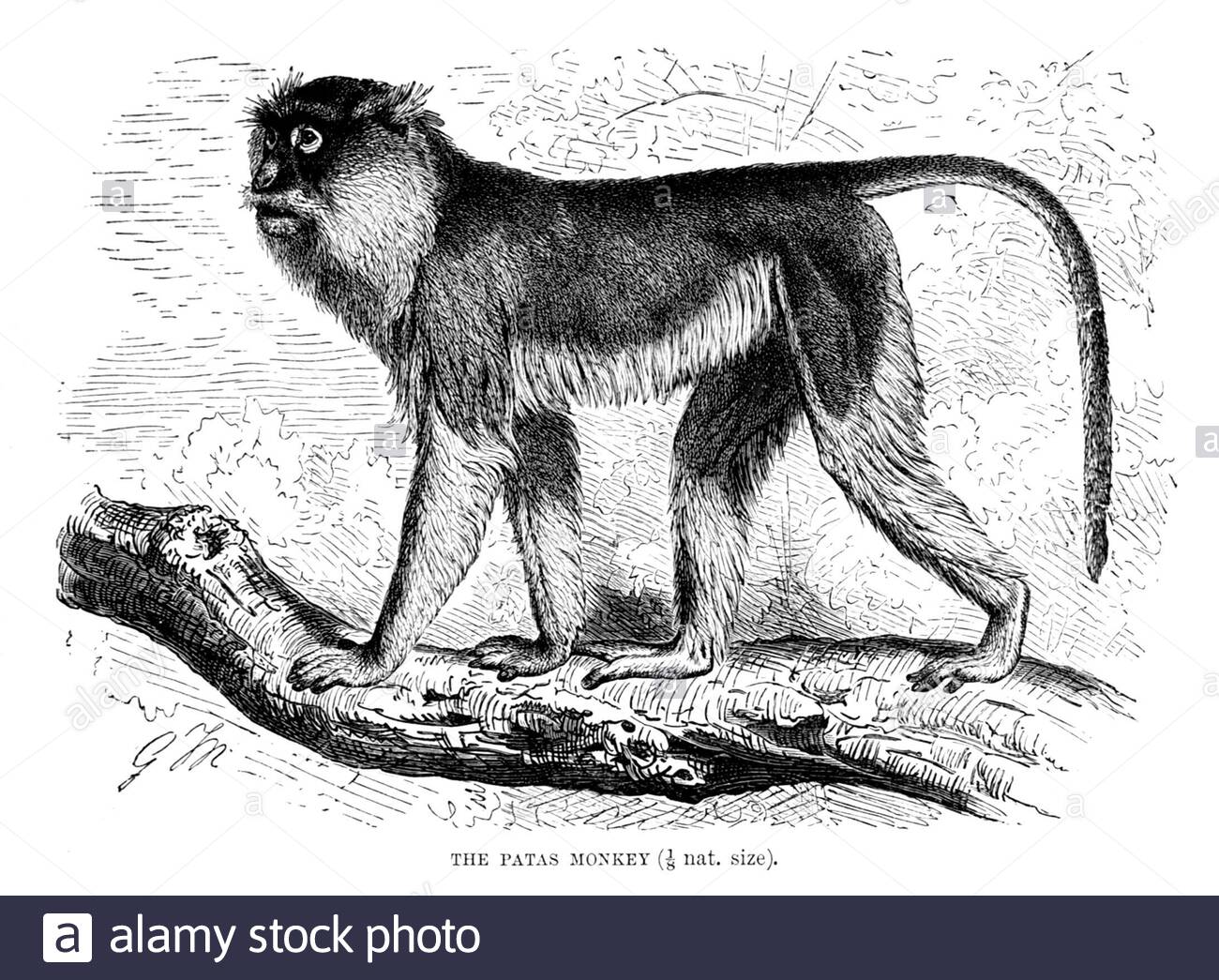 Patas Monkey, vintage illustration from 1893 Stock Photo