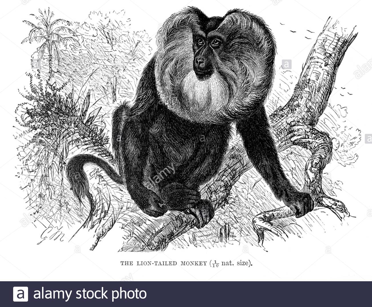 Lion Tailed Monkey (lion-tailed macaque), vintage illustration from 1893 Stock Photo