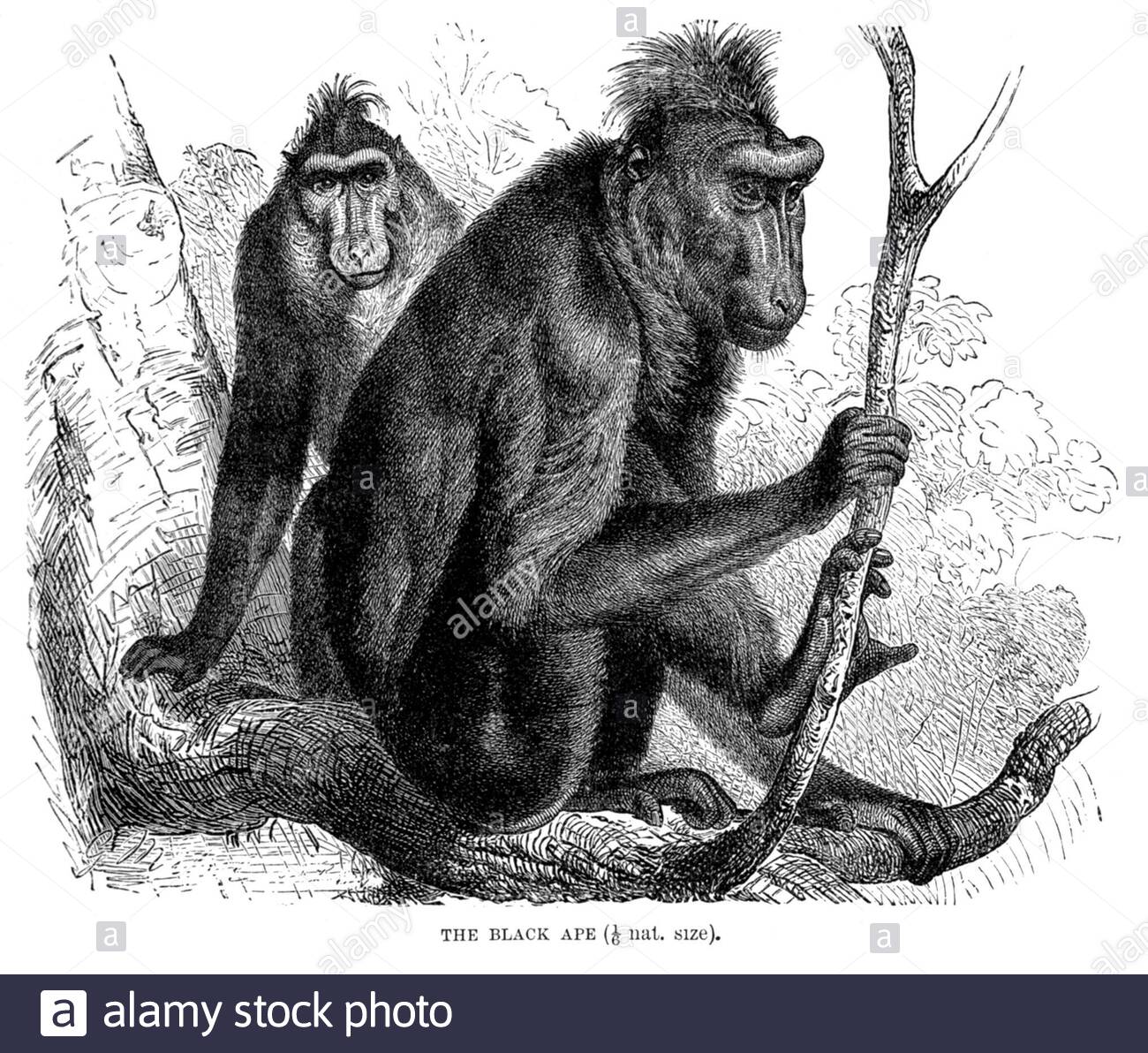 Black Ape (Celebes crested macaque), vintage illustration from 1893 Stock Photo