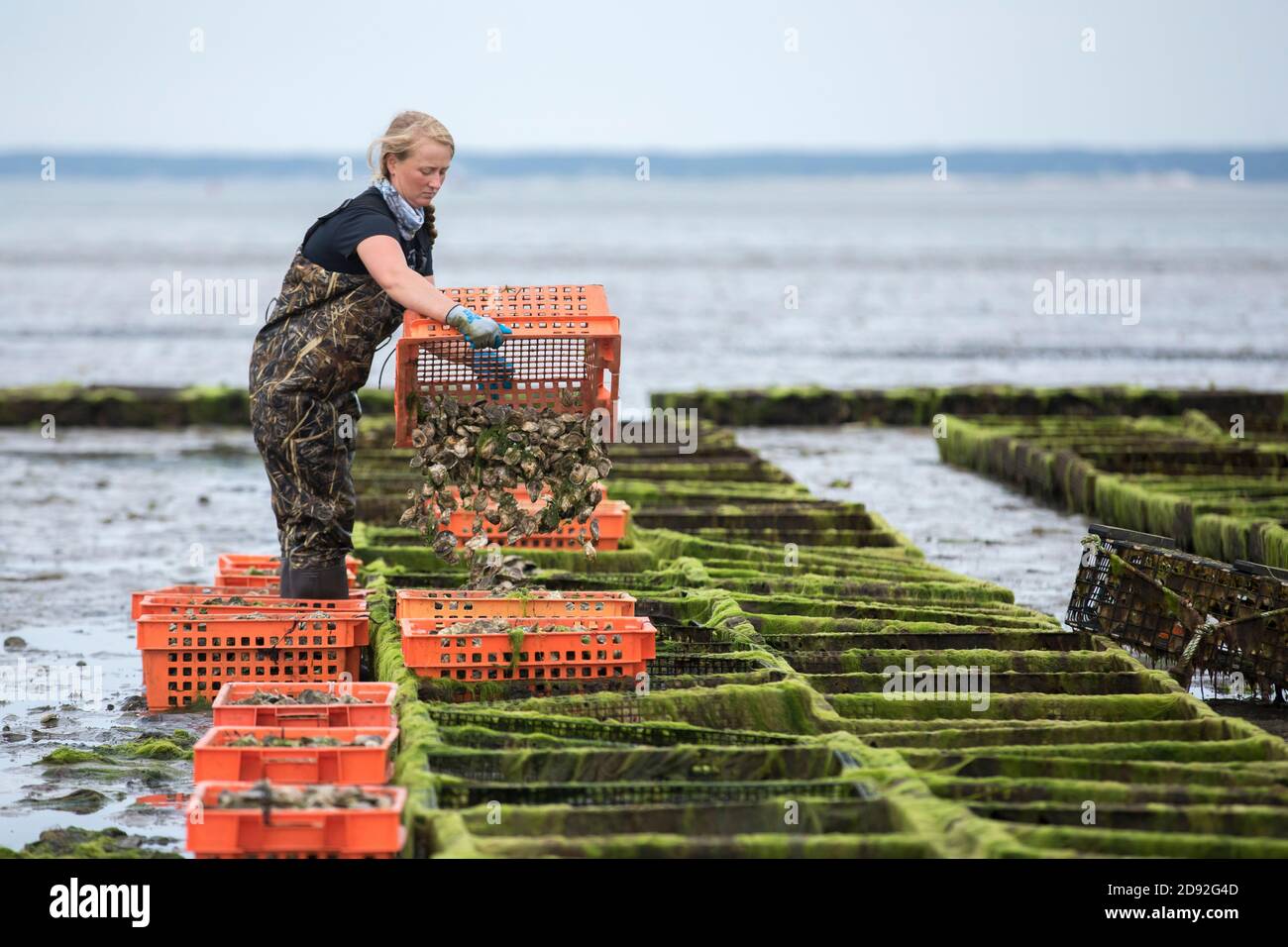 Female Shellfish farmer emptying oysters from crate into oyster cages Stock Photo