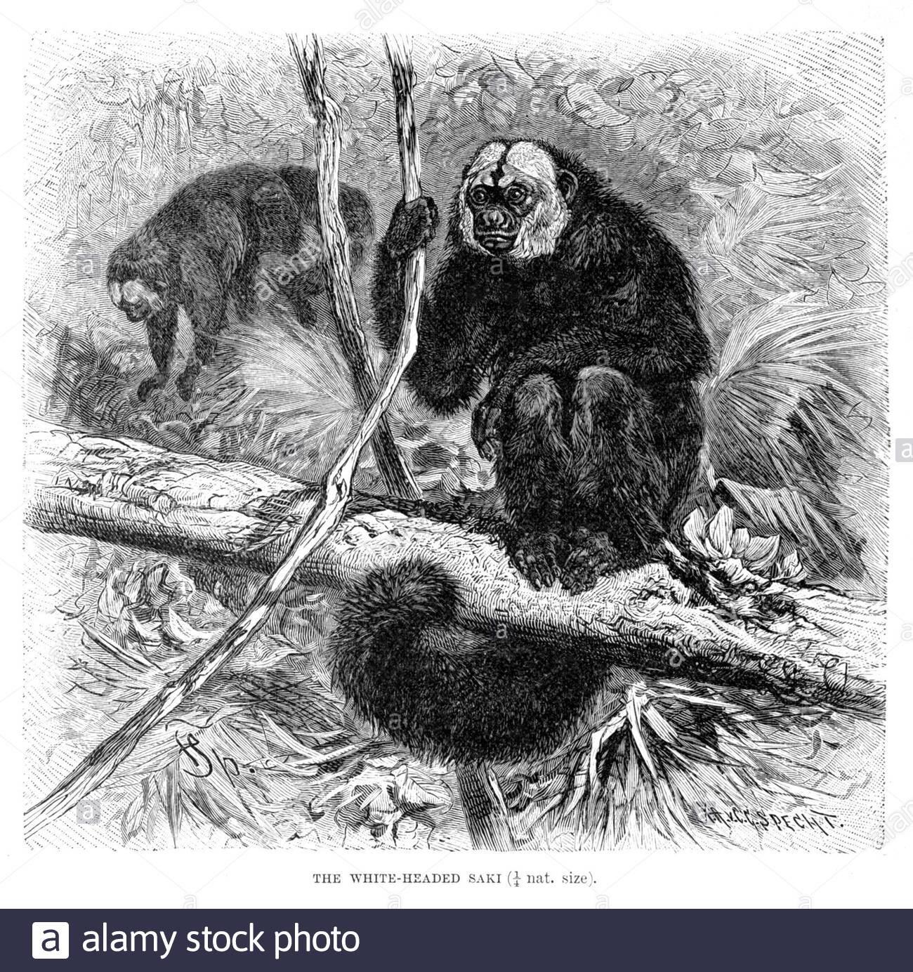 White Headed Saki, vintage illustration from 1893 Stock Photo