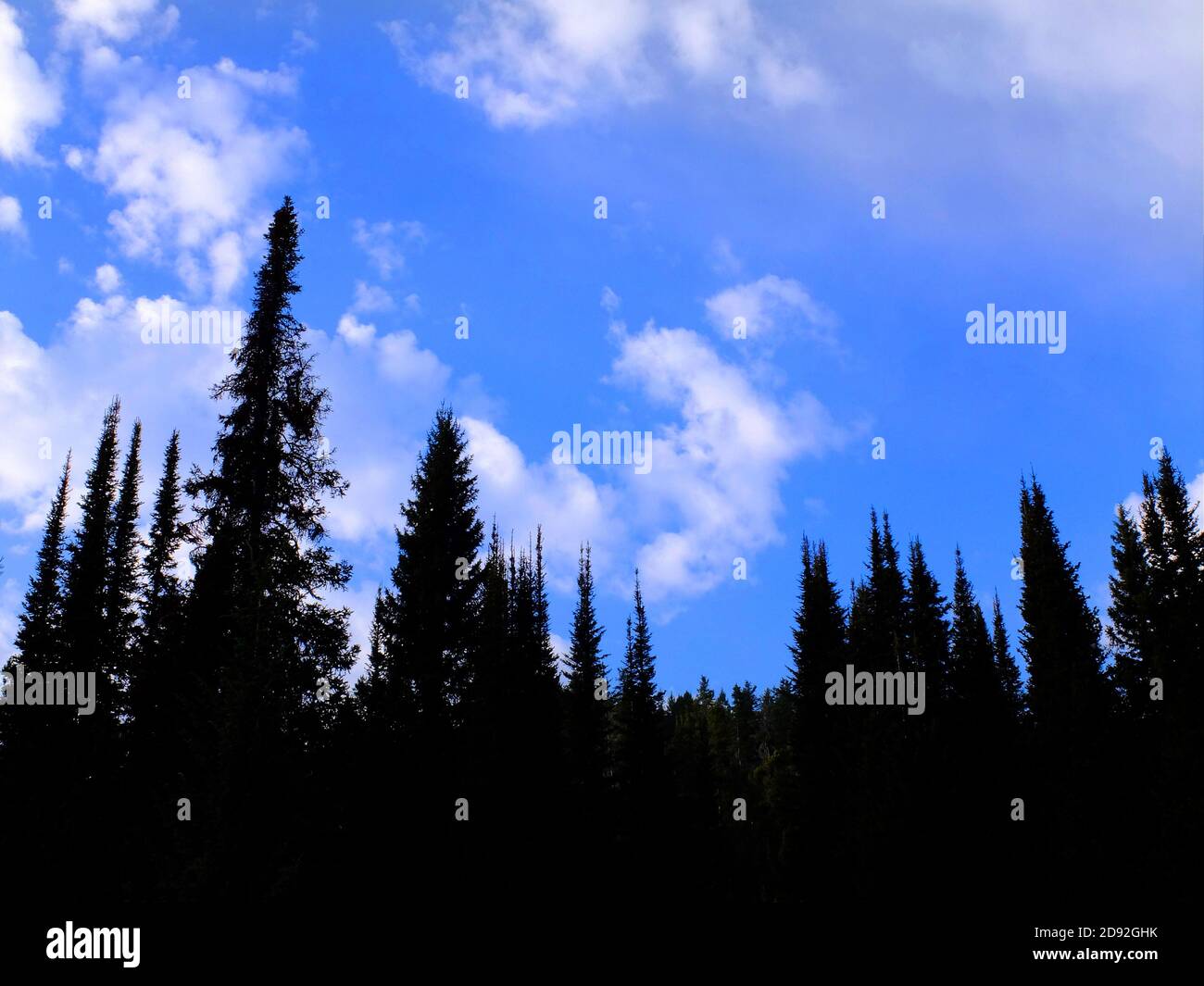 Forest of tall pine trees with blue sky and clouds silhouette Stock ...