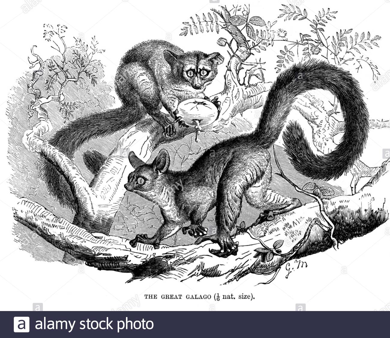 Great Galago(thick tailed bushbaby), vintage illustration from 1893 Stock Photo