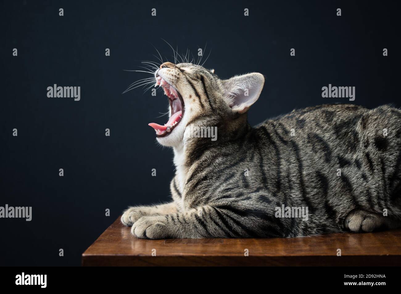 Yawning Tabby Cat Lying on Bench Against Black Background Stock Photo