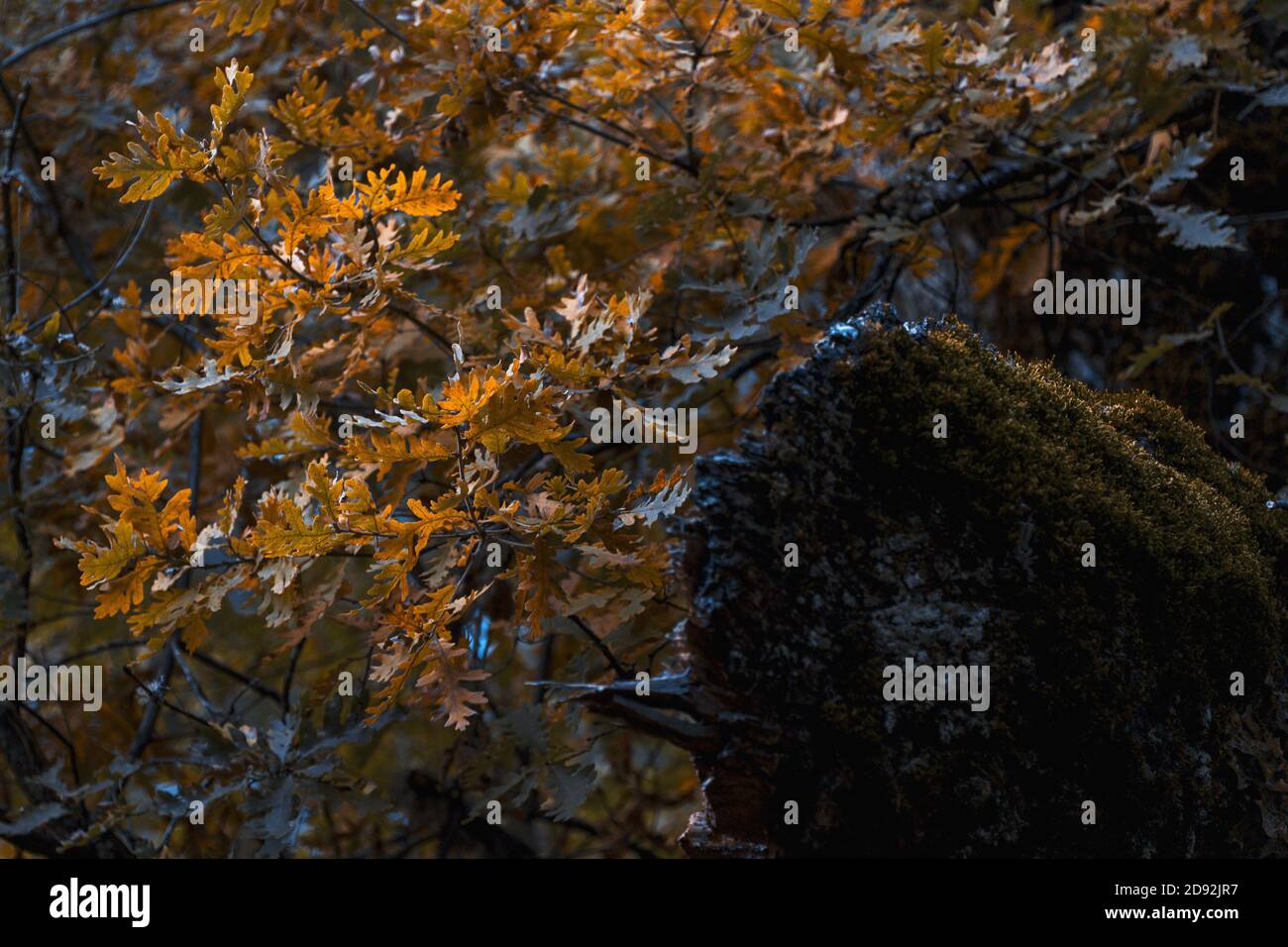 Autumn leaves on a tree branch in the middle of the forest Stock Photo ...