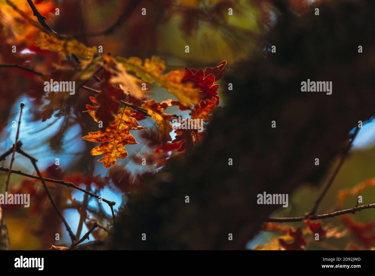Autumn leaves on a tree branch in the middle of the forest Stock Photo ...
