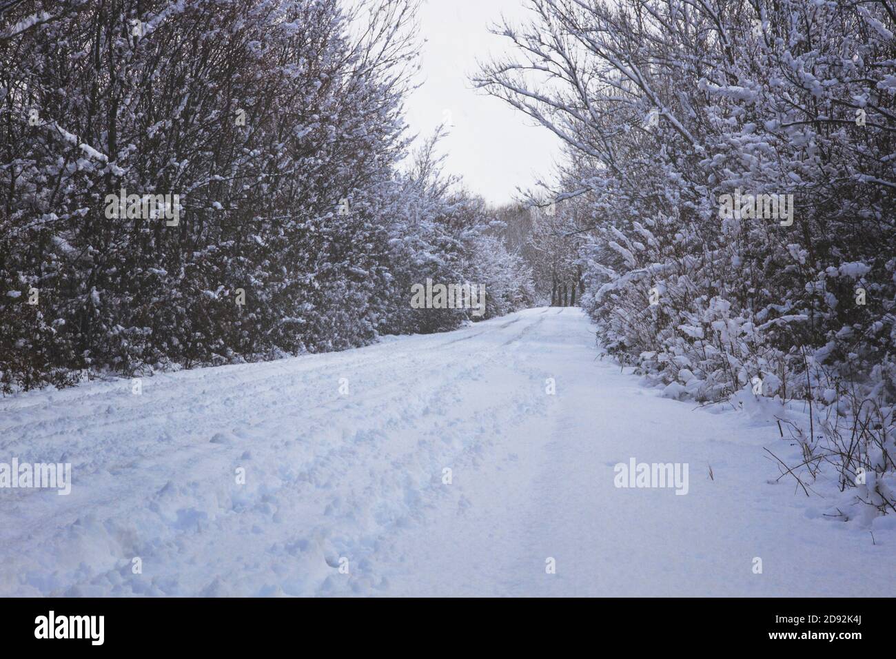 Snowy road between trees Stock Photo - Alamy