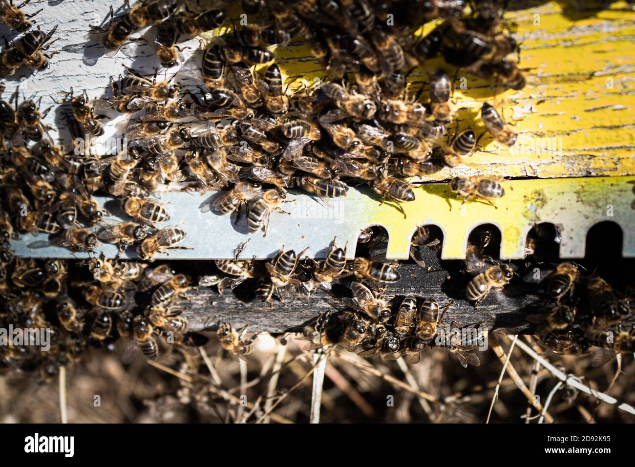 selective focus of a bee colony surrounding the apiary to protect the queen and the stored honey on a sunny day Stock Photo