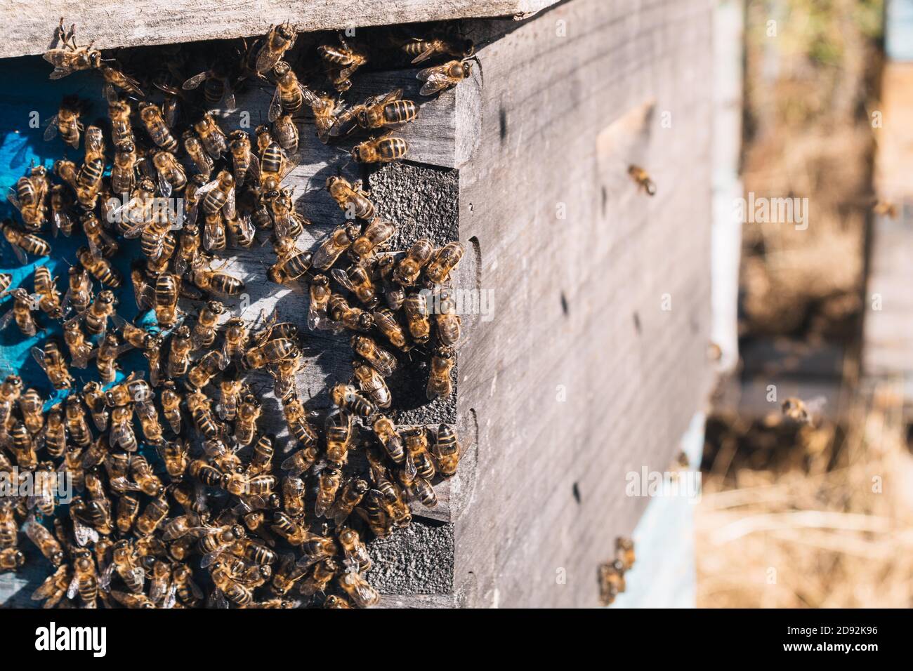 apiary where the bees are out hovering on a sunny day Stock Photo