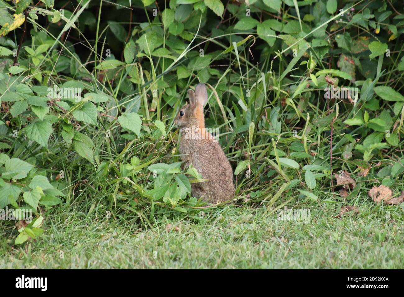 Brush rabbit hi-res stock photography and images - Alamy