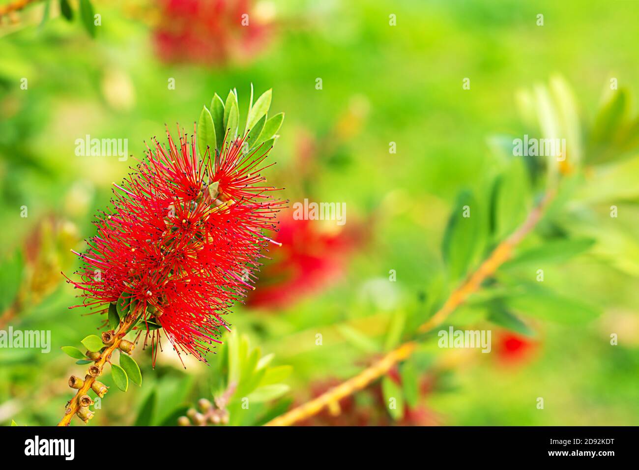 A close up of a beautiful flower Callistemon on a nature background, bottlebrushes Stock Photo