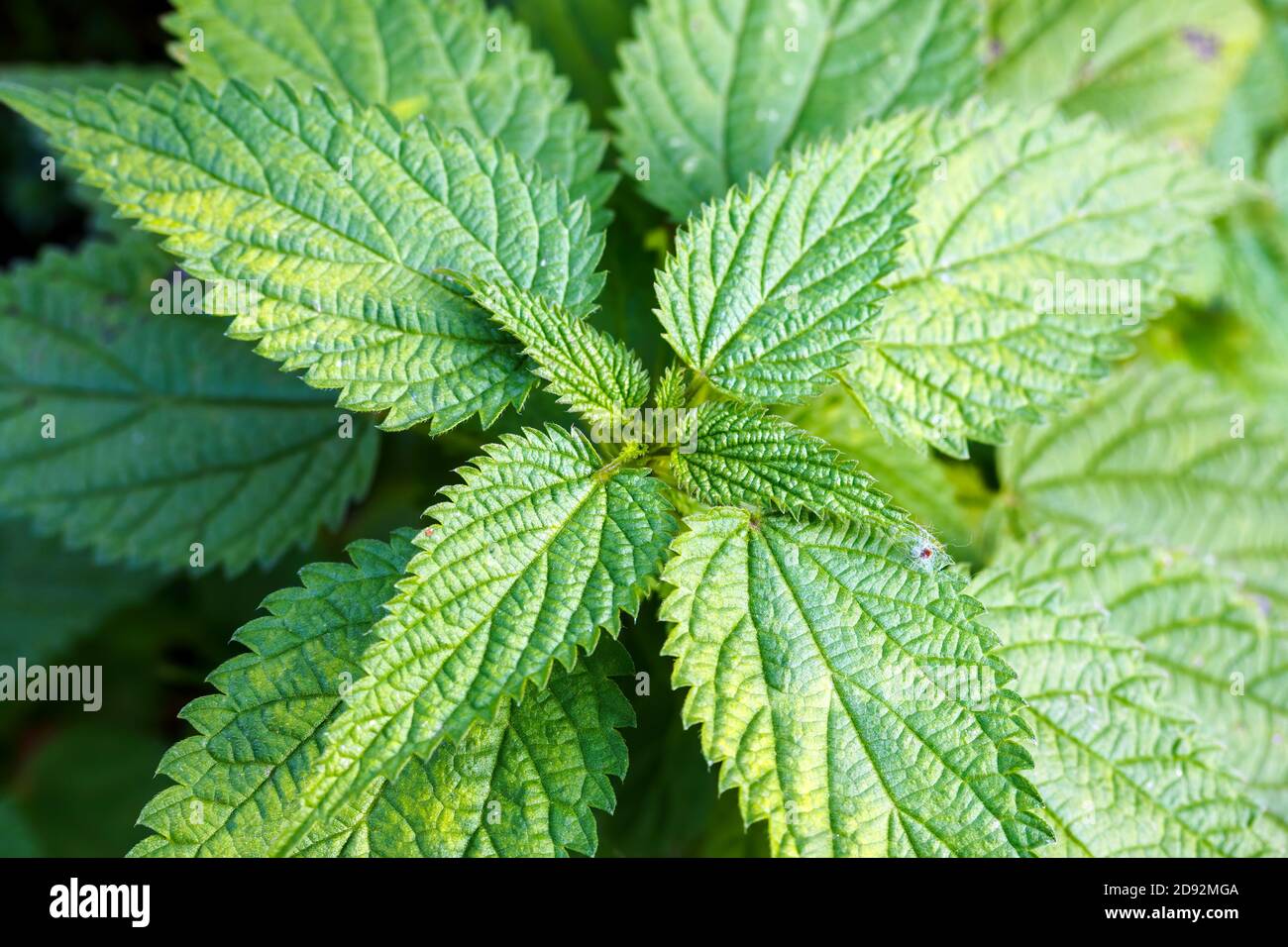 Top view of Urtica dioica, green leaves stinging nettle. Stock Photo