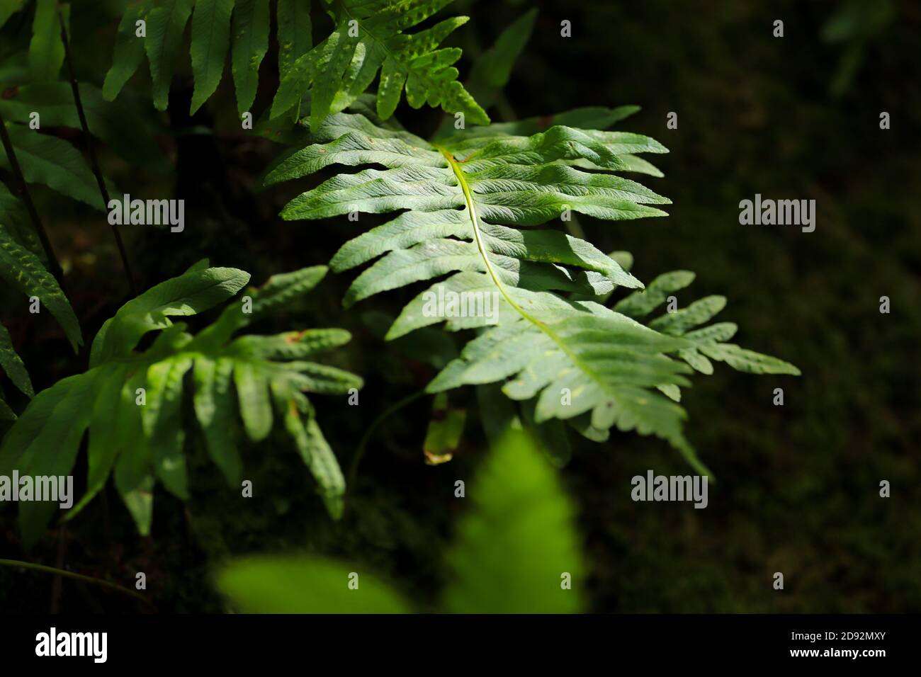 Creative tropical green leave in a forest. Nature spring concept Stock ...