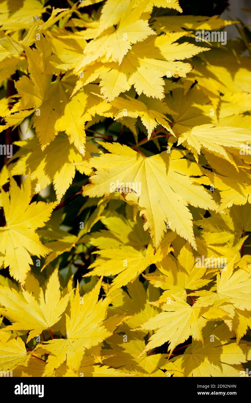 Yellow leaves of autumn hi-res stock photography and images - Alamy