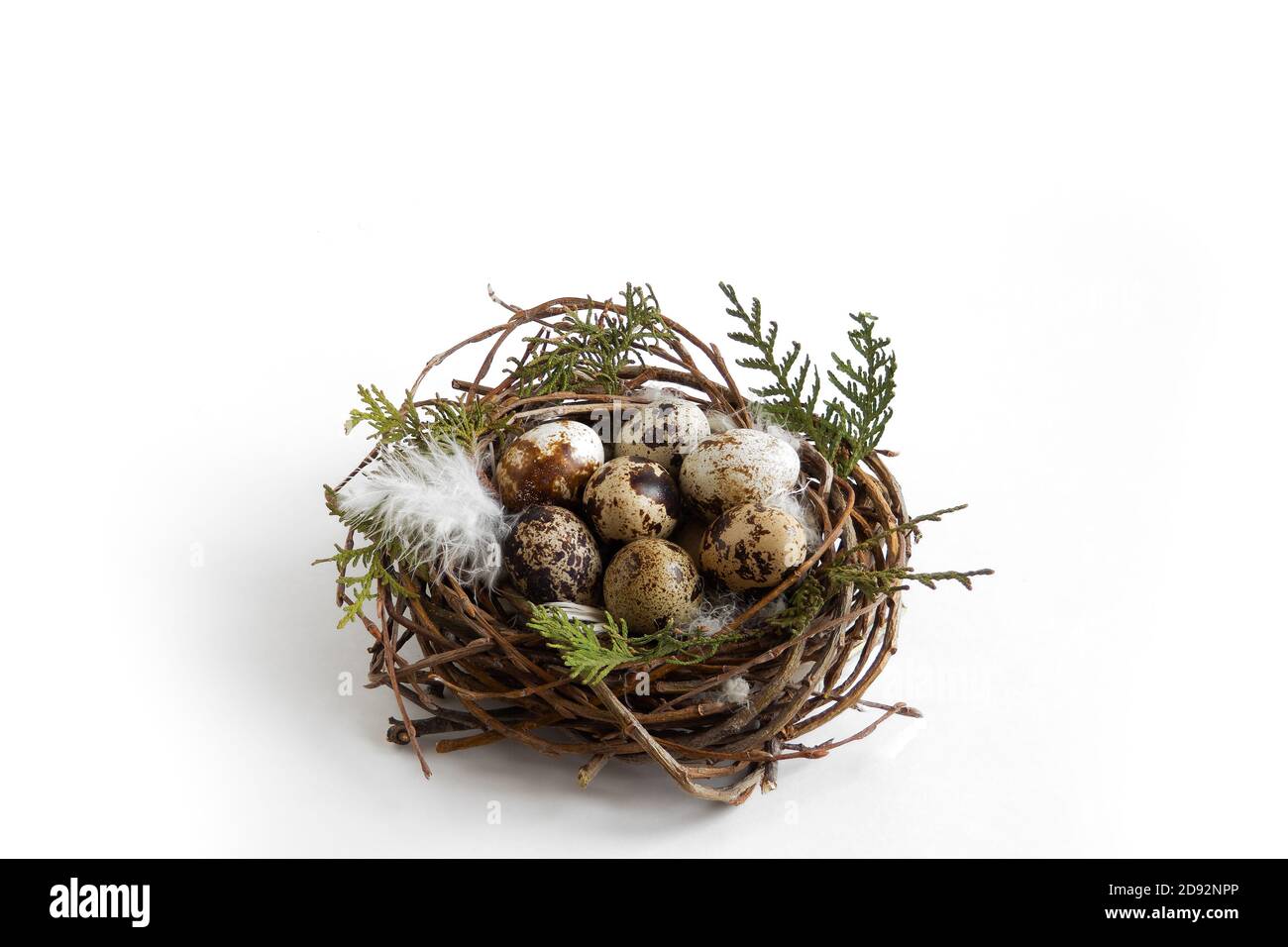 quail eggs in nest with feathers on white background, easter concept Stock Photo