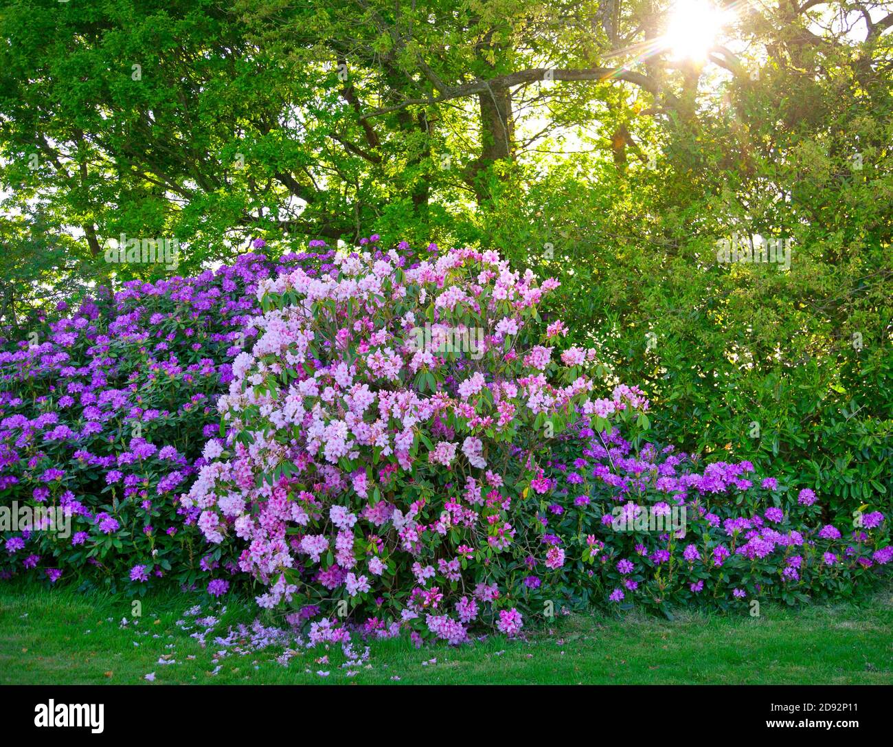 Rhododendron bushes growing in a garden with a canopy of trees in the